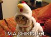 lol_cat-12928..jpg