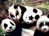 panda_KISS.jpg
