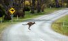 kangaroo_crossing.jpg
