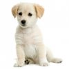 cute-puppy-pictures1.jpg