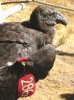 Condor286_AsJuvenileIn2003_headshot.jpg
