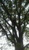 me in tree2.jpg