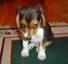 lovely dog.jpg