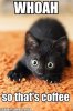 Funny-Cats-Dogs-1 (1).jpg