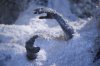 Weeping_Angel_Hands_under_the_Snow.jpg
