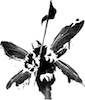 Sibranex