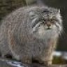 kitty-pankake