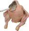 Chick Fish